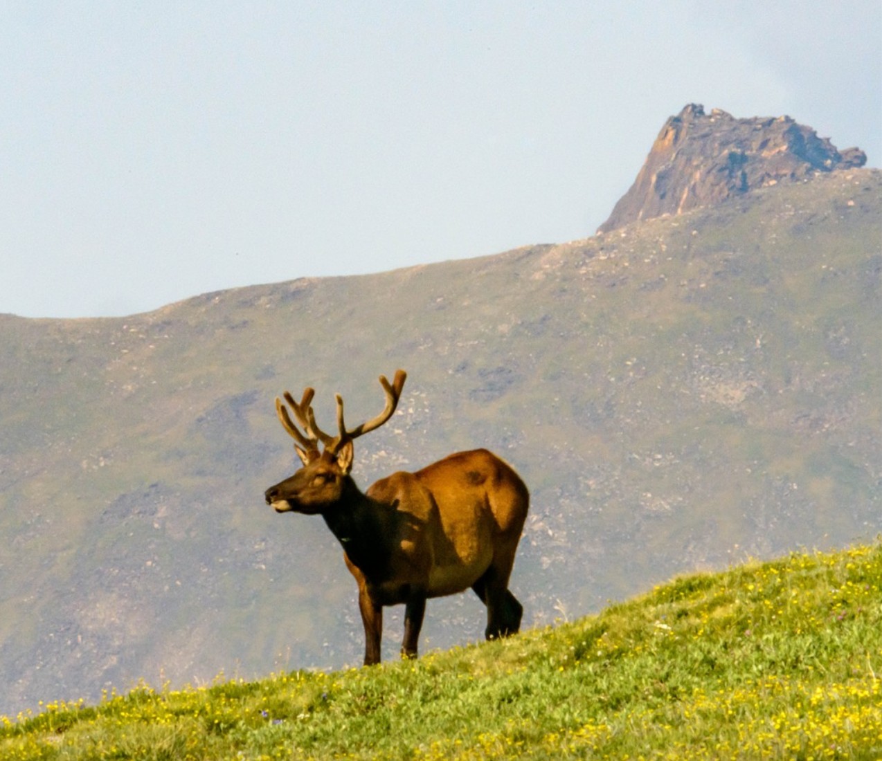 Rocky Mountain National park Elk