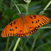 Orange Butterfly
