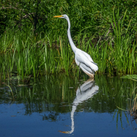 Great White Heron on the Sudbury River 2016