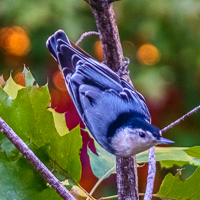 Backyard Birds
