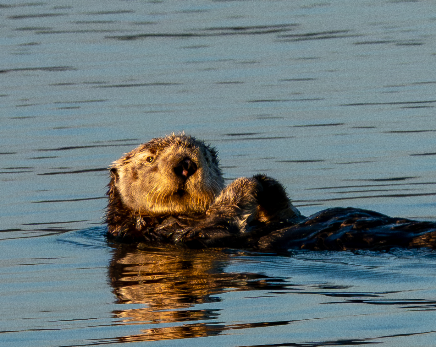 2025 Elkhorn Slough Photos
