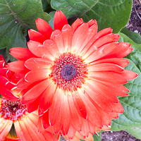 Home Garden