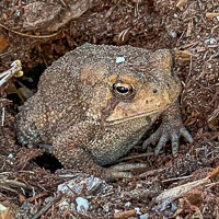 Backyard Oddities